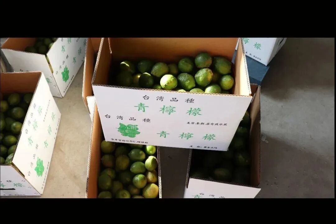 茵菲乐台湾青柠檬
